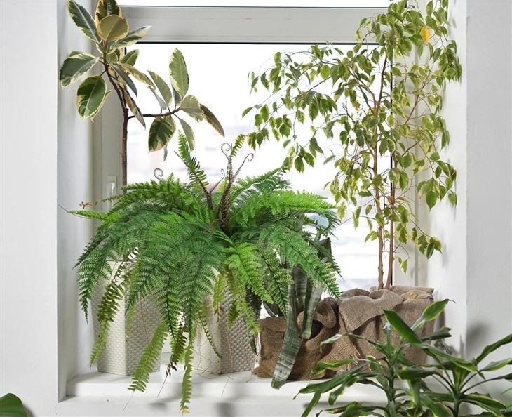 Plastic Fern Plant suppliers