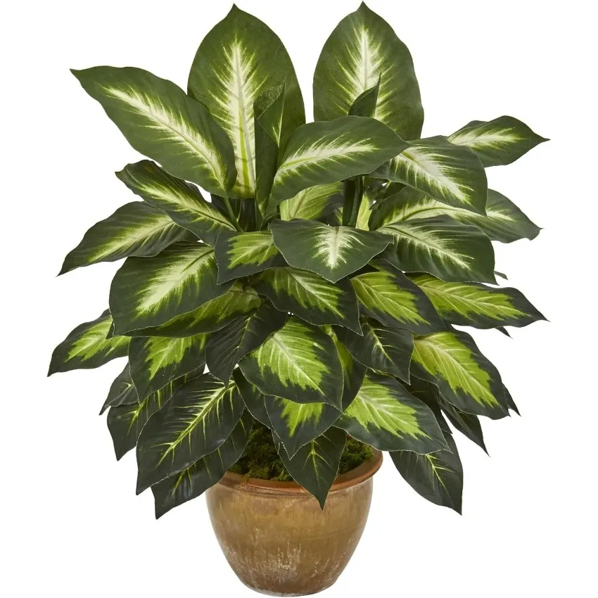 Dieffenbachia Plant Dieffenbachia Plant